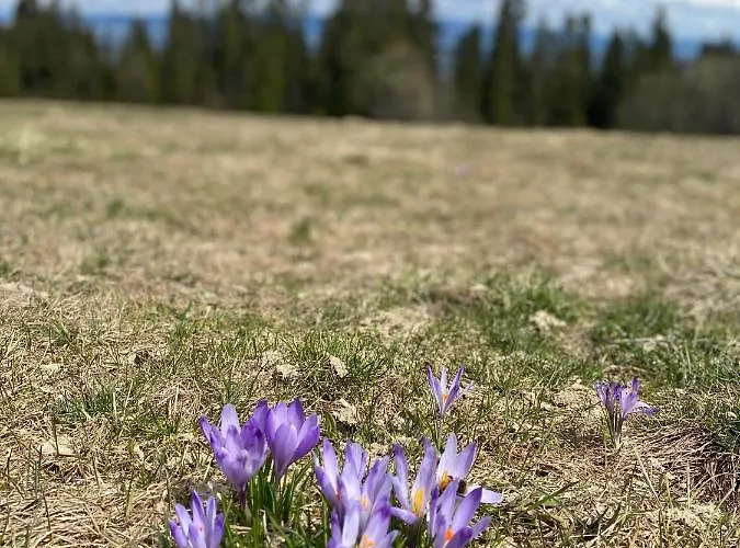 Osada Pod Giewontem 3 - Kacprowy * Czerwienne